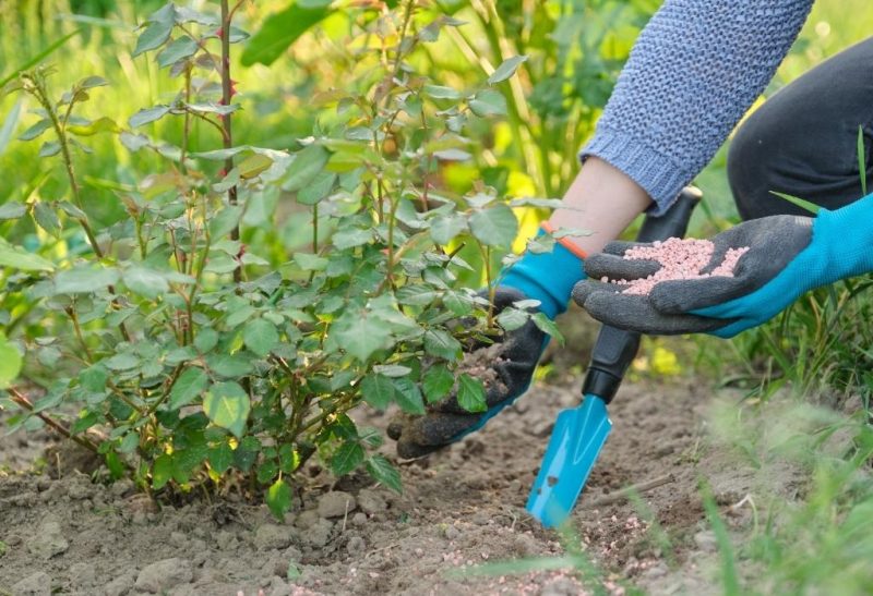 Best Fertilizer for Trees and Shrubs