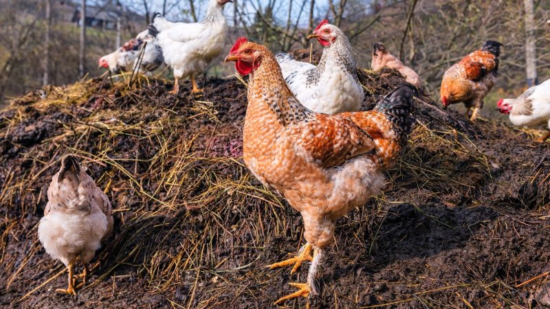 Chicken Manure