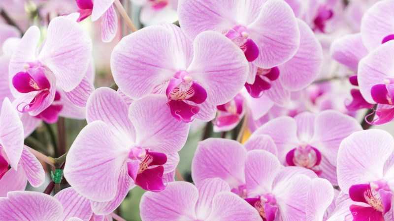 Do You Feed Orchids When They Are in Bloom
