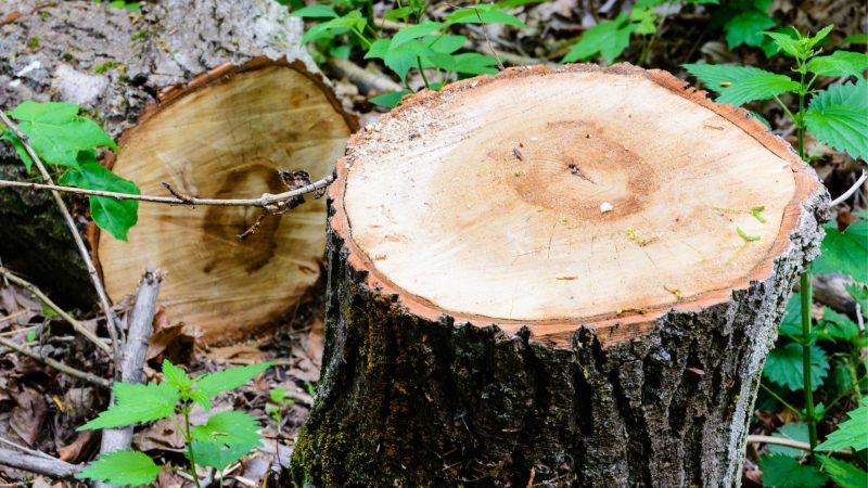 How Long Does It Take for a Tree Stump to Rot