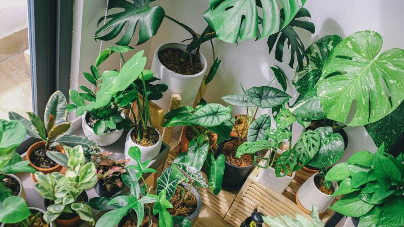 How Many Types of Monstera Are There