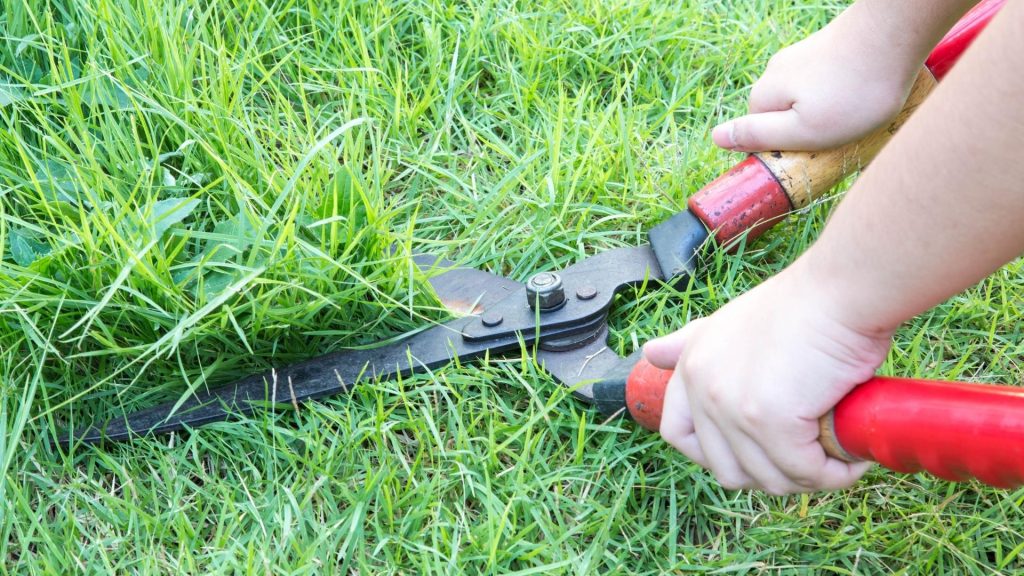 How Often Should You Cut The Grass