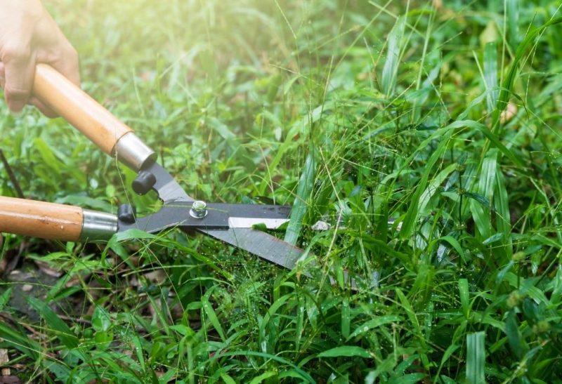 How to Cut Extremely Long Grass