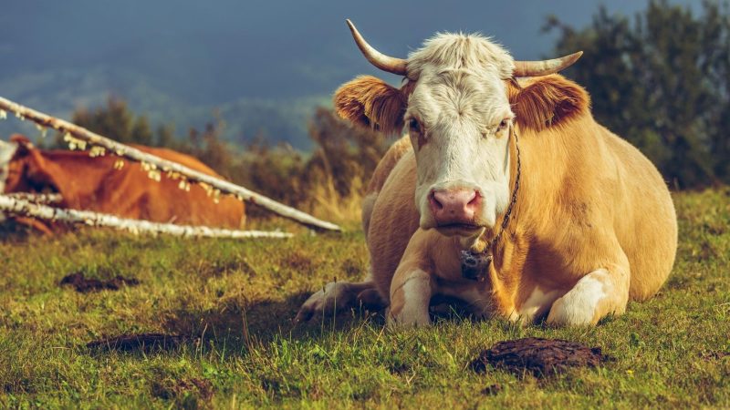 Is Cow Manure Good for Roses