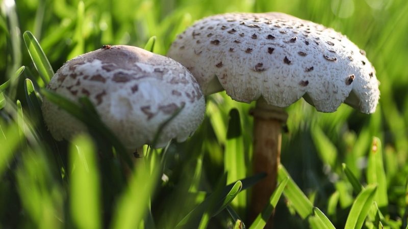 Should You Be Concerned About Lawn Mushrooms