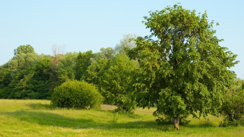 Should You Fertilize Trees and Shrubs