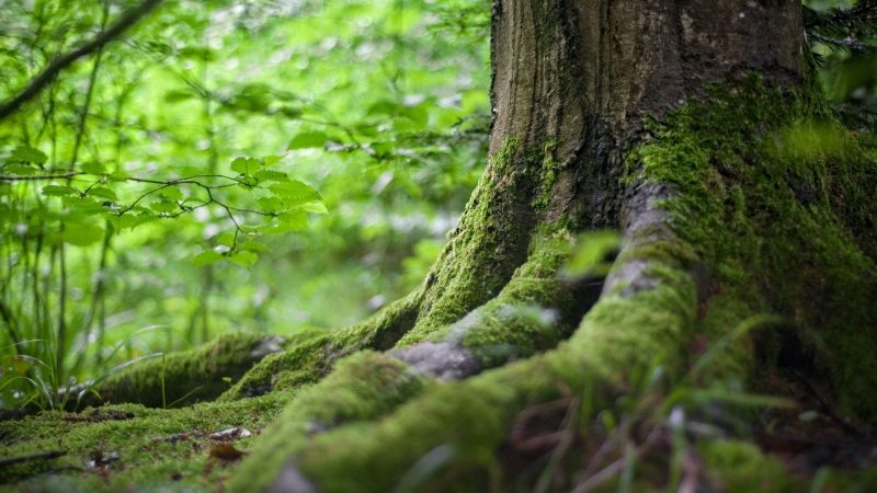 What Causes Mushrooms in Your Yard