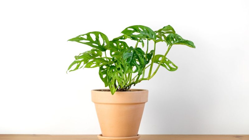 What Is a Monstera Obliqua Plant