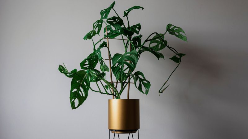 What Is the Difference Between Monstera Adansonii and Monstera Obliqua