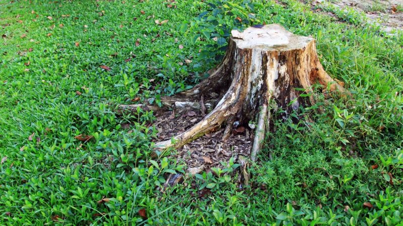 What to Do With Tree Stumps