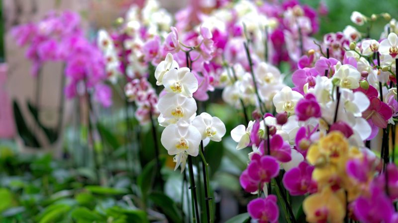 Why Do Orchids Need Fertilizer
