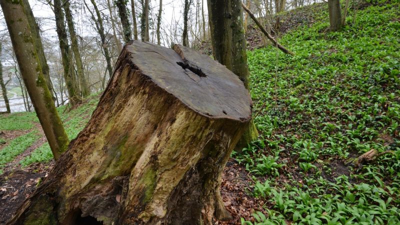 Will Stump Grindings Attract Termites