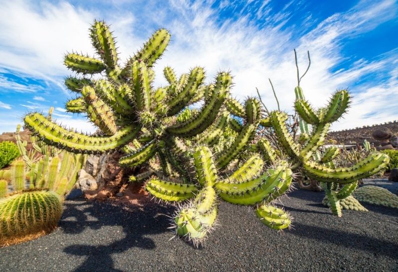 Blue Myrtle Cactus (Myrtillocactus Geometrizans) Care Guide