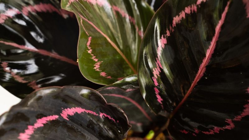 Calathea Dottie Care A Detailed Guide