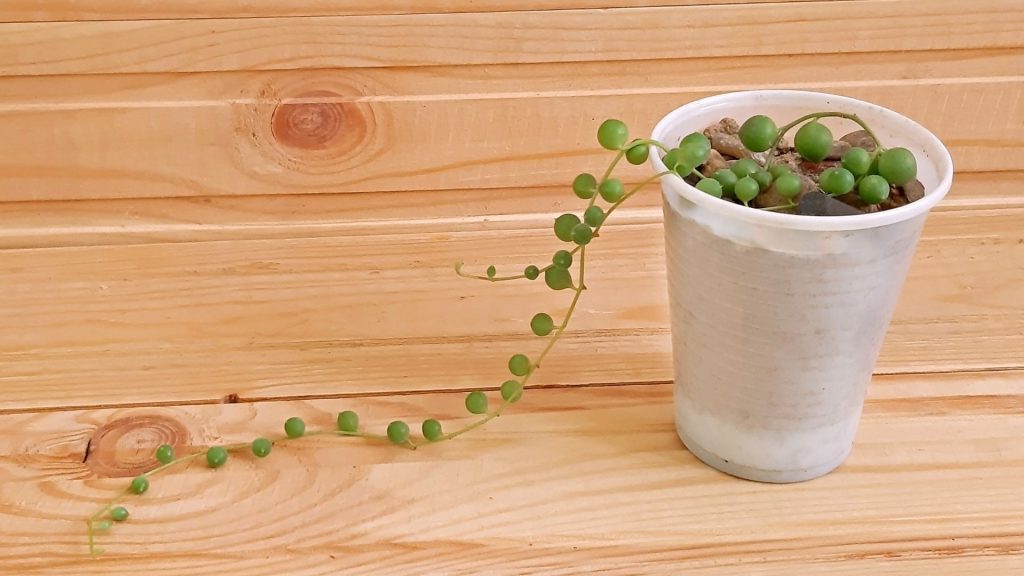 Can String of Pearls Grow Indoors