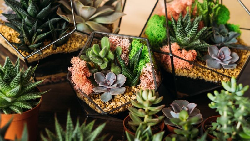 Do Succulents Grow Better in Pots