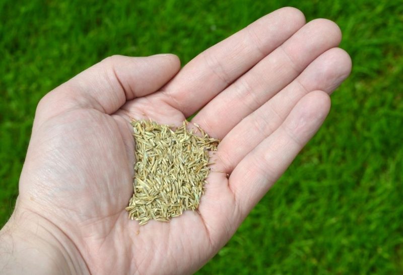 Does Grass Seed Expire All You Need to Know!