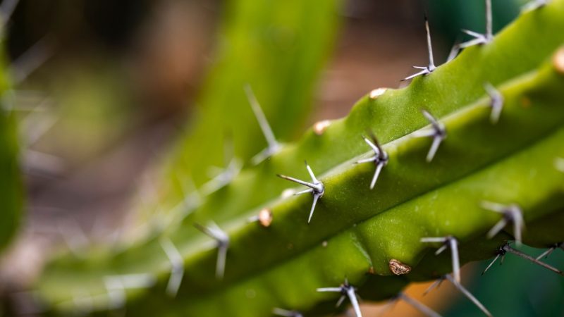 How Big Can a Myrtillocactus Grow