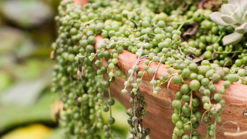 How Do You Know When a String of Pearls Is Dying