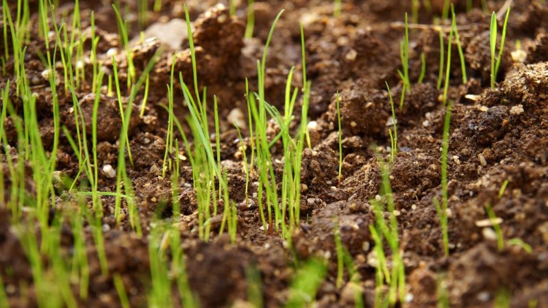 How Do You Know if Grass Seed Is Germinating