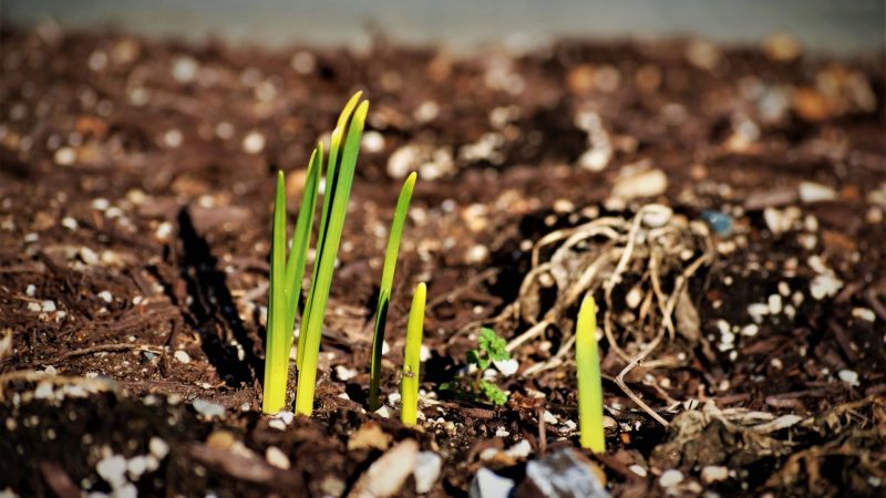 How Long Do Seeds Take To Sprout