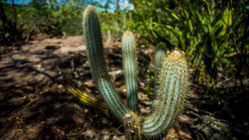 How Long Does a Blue Myrtle Cactus Take to Grow