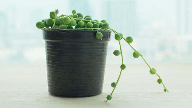 How and When to Repot String of Pearls