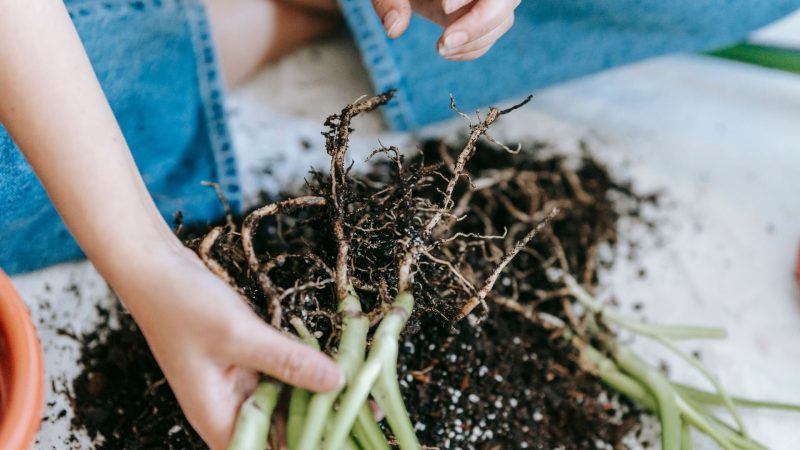 How to Propagate a Calathea Dottie