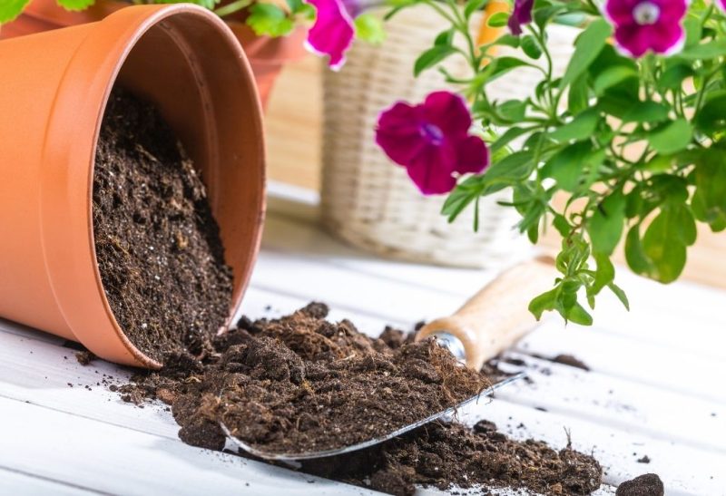How to Sterilize Soil Easy Methods Anyone Can Try at Home