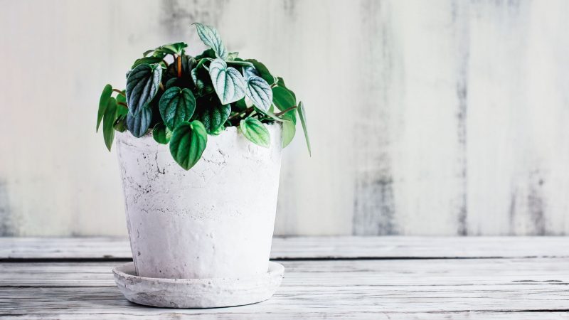 Is Peperomia Frost Considered Toxic or Poisonous