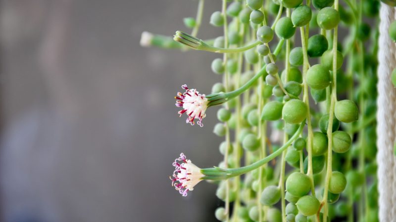 Is Variegated String of Pearls Rare