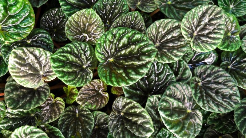 Peperomia Frost Care A Detailed Guide
