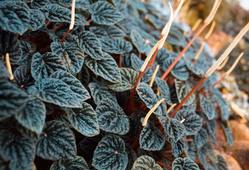 Peperomia Frost (Peperomia Caperata ‘Frost’) Plant Care