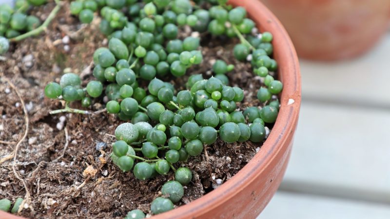Propagating Variegated String of Pearls A Step by Step Guide