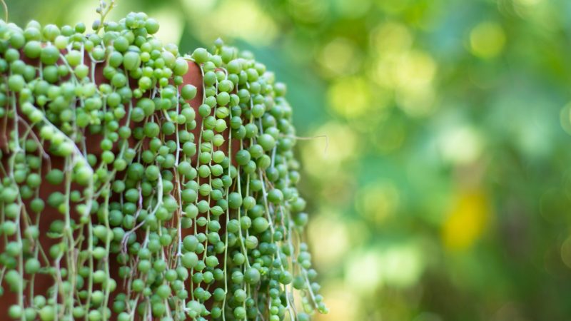 Variegated String of Pearls Plant (Senecio Rowleyanus Variegata) | Propagation Guide