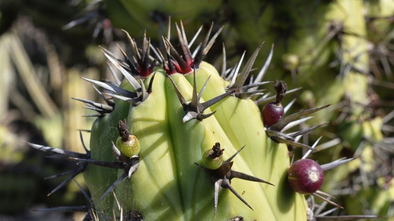 What Does Blue Myrtle Cactus Look Like