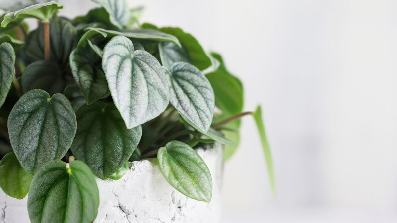 What Does Peperomia Frost Look Like