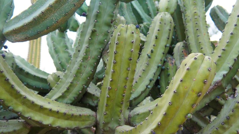 What Is a Blue Myrtle Cactus