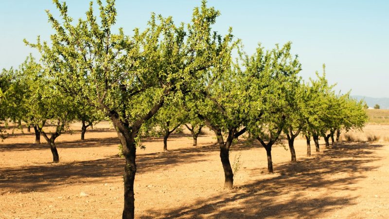 What Is the Best Time to Fertilize Fruit Trees