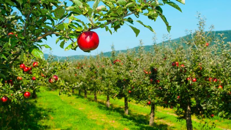 When to Fertilize Apple Trees