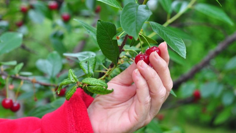 When to Fertilize Cherry Trees