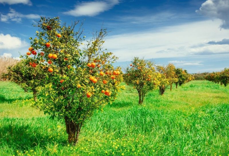 When to Fertilize Fruit Trees 8 Best Fruit Tree Fertilizers