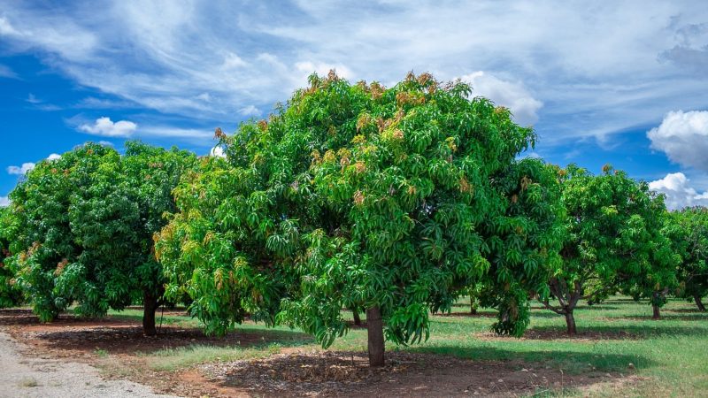 When to Fertilize Mango Trees