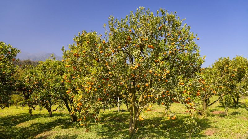 When to Fertilize Orange Trees