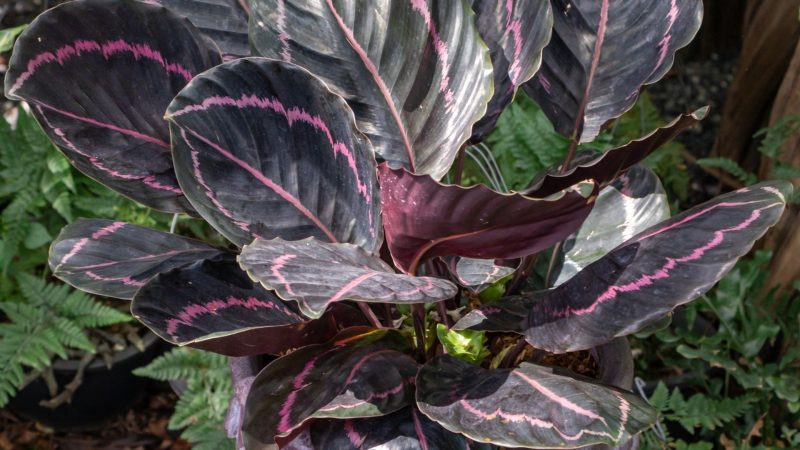 Why Are the Leaves of My Calathea Dottie Curling