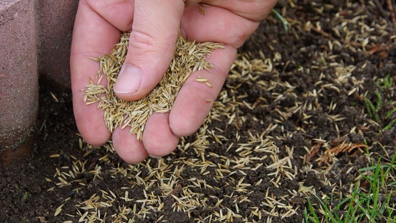 Will Grass Seed Grow On Top of Dirt