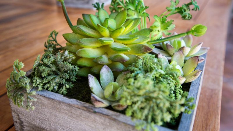 Wooden Succulent Pots