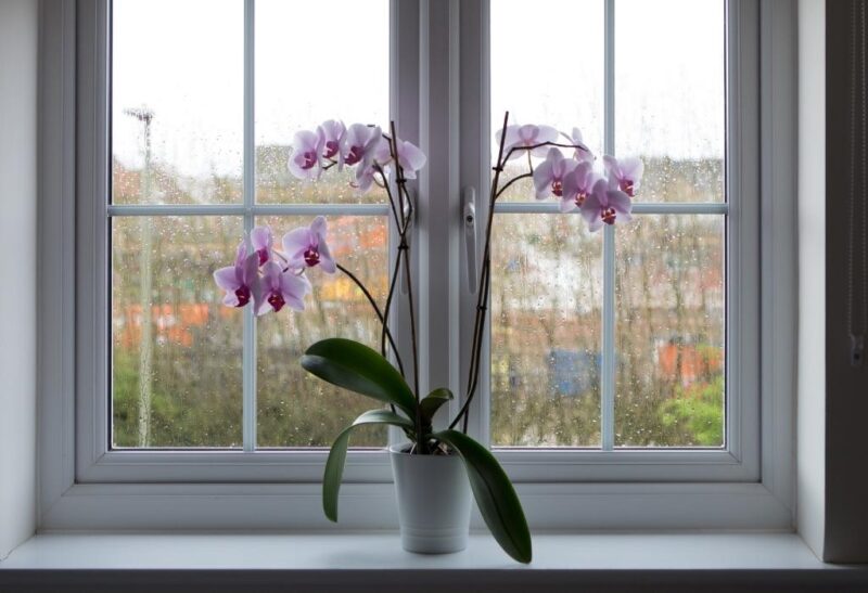 Best Orchid Pots and Containers