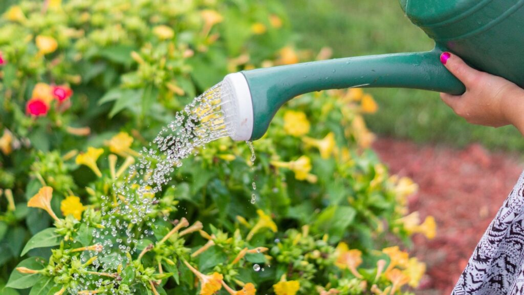 Do I Need a Watering Can for Plants