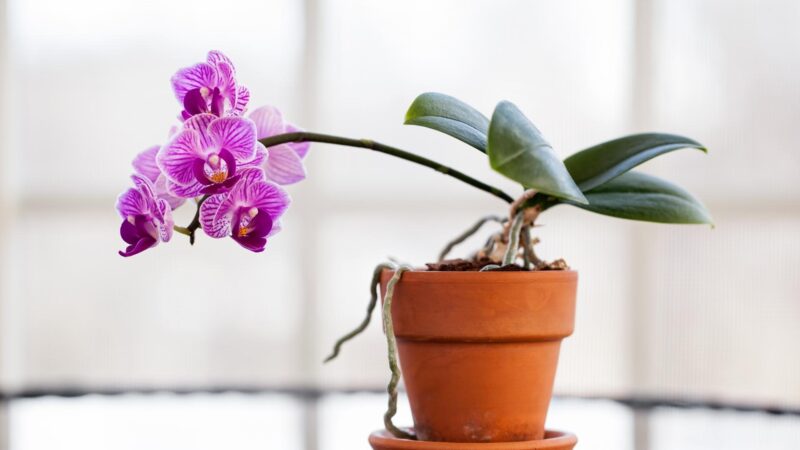 Do Orchids Do Well in Terracotta Pots